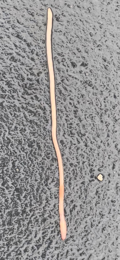 Earthworm after a rainfall  Dr Jennifer J B Nyhof YouTube | science biology ecosystem rainfall life cycle nature